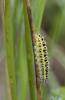 Zygaena sp.